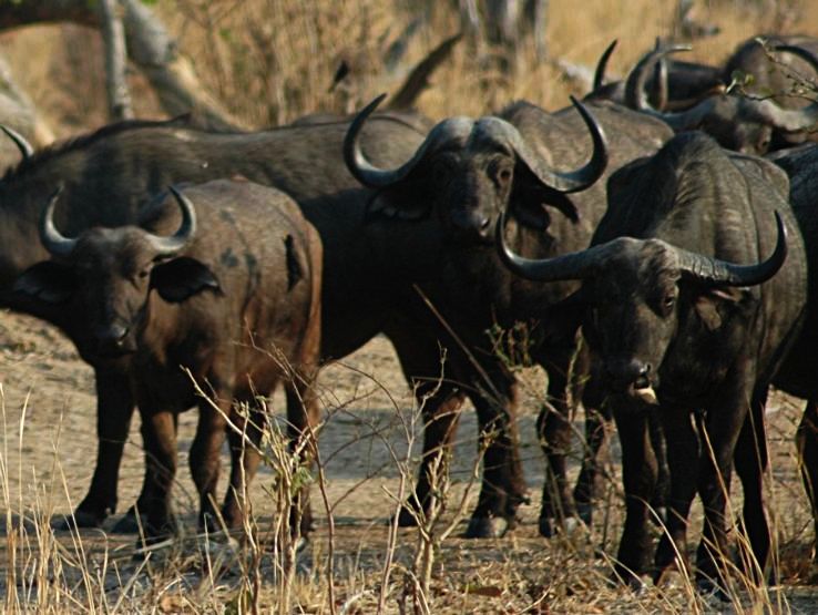 4. Buffalo Herd